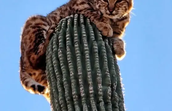 美國鳳凰城來回迷失荷蘭人州立公園-一日遊~包車【精選老司機】