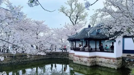 Wuxi Yuantouzhu & Nianhua Bay & Lingshan Buddha one-day tour | Depart from Suzhou-Family TourT