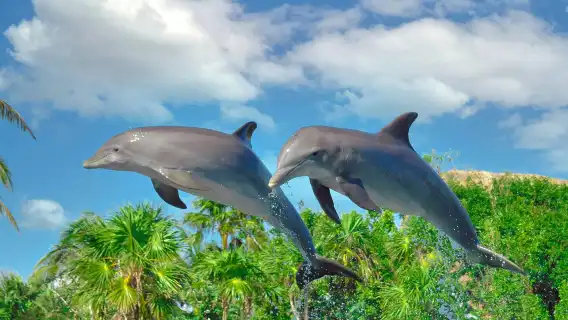 Delphinus Dolphin Experiences at Playa Mujeres