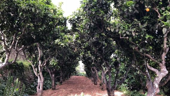 Tour naturalistico privato di Buskett Woodlands e Dingli Cliffs
