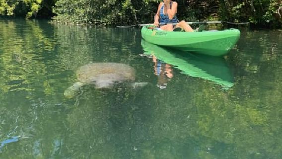 Crystal River: Kayak, Paddleboard, or Tandem Rental