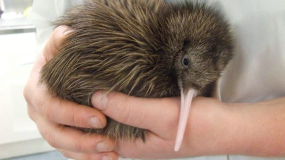 Greymouth: Glacier, Heritage & Wildlife Centre Guided Tour