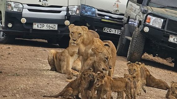 Safari de medio día al Parque Nacional de Nairobi desde Nairobi con recogida gratuita