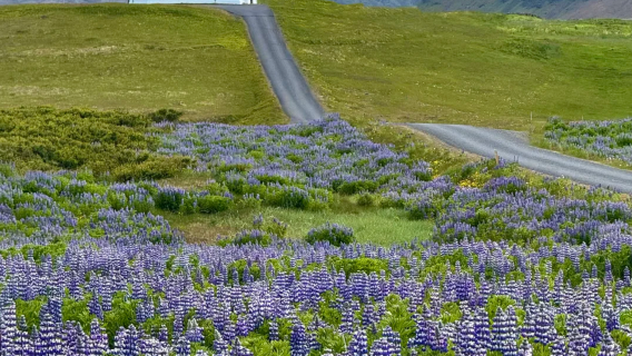 Chinese-speaking guide in Iceland, local guide, exhibition interpreter, business interpreter, seamless communication