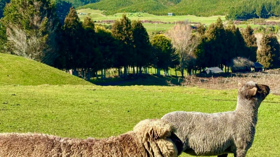 紐西蘭奧克蘭來回|愛歌頓農場+毛利文化村一日遊|行程可調