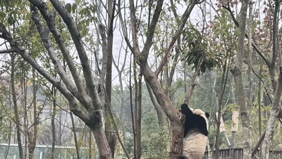 เฉิงตู ฐานแพนด้ายักษ์จีนว่อหลงเสินซู่ผิง + ตูเจียงเยี่ยน [ปรับเปลี่ยนกำหนดการได้/ไกด์นำเที่ยวภาษาอังกฤษ]