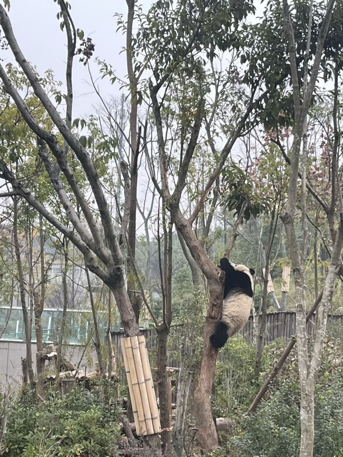 成都臥龍中華大パンダ神樹坪基地+都江堰【行程調整可能/英語ガイド】