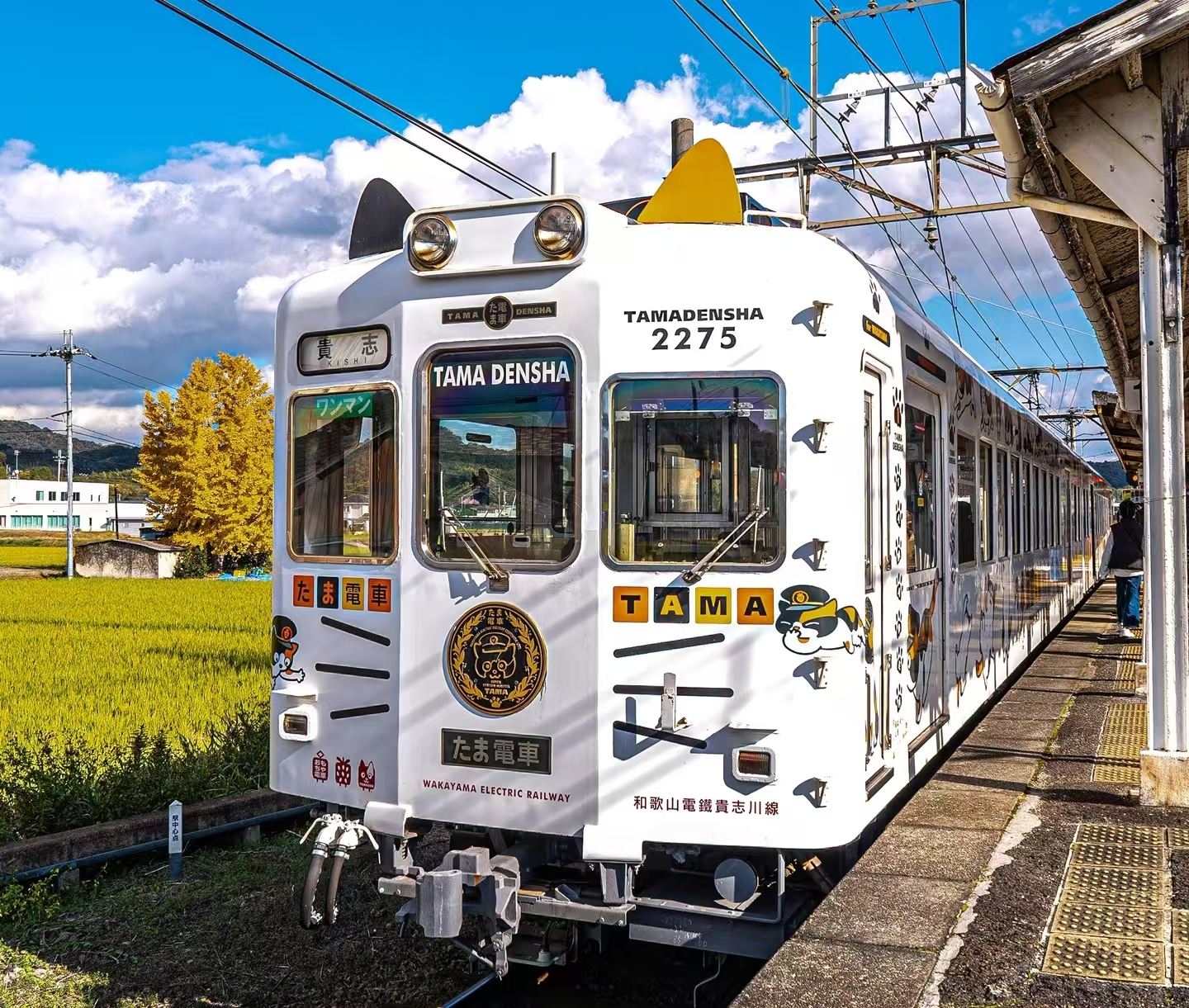 和歌山+貴志站+鮪魚解體+白濱溫泉+千疊敷+三段壁一日遊