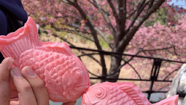 伊豆賞櫻觀海包車一日遊｜河津櫻花祭+伊豆觀海列車+城崎海岸