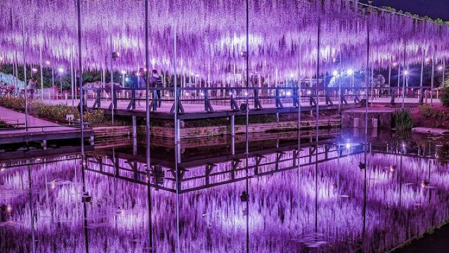 [Spring Flower Viewing] 1-day Tour to Ashikaga Flower Park Wisteria Story + Hitachi Seaside Park Baby Blue Eyes Flower Field