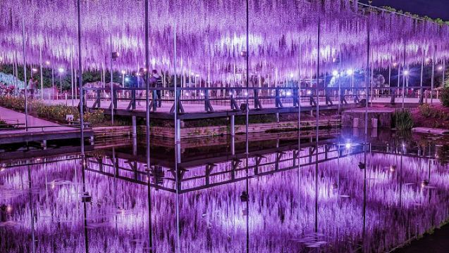 Spring special offer: Ashikaga flower park wisteria story + Ibaraki nemophila sea 1-day tour with admission ticket