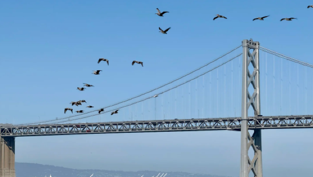 Lawatan sehari dengan sewaan peribadi ke Pulau Treasure, Dataran Sonoma dan hotel di Lembah Napa, San Francisco, Amerika Syarikat [Pemandu Berbahasa Cina]