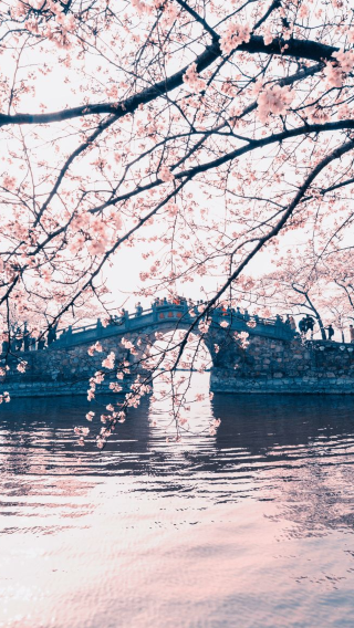 [From Shanghai] Lingshan Giant Buddha &Tai Hu Yuantouzhu Scenic Spot Day Tour