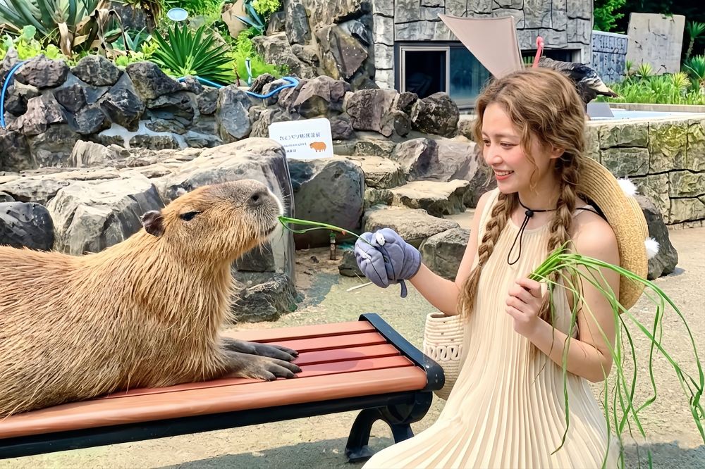 伊豆仙人掌公園內遊客親手餵食水豚互動體驗