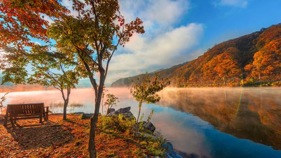 Nami Island 5 Hours Focus Experience Full Day tour (Transportation & Tickets Included, English Guide)