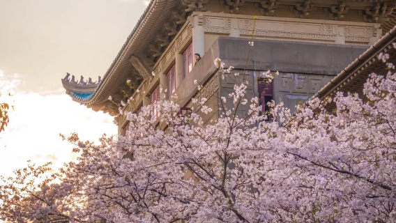 [Fanghua story] Wuhan University guide half-day tour | Small group up to 10 person + includes earphones