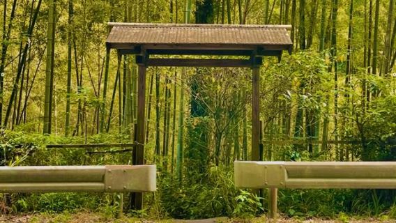 Kirishima: Hidden Wild Hot Spring in a Bamboo Forest