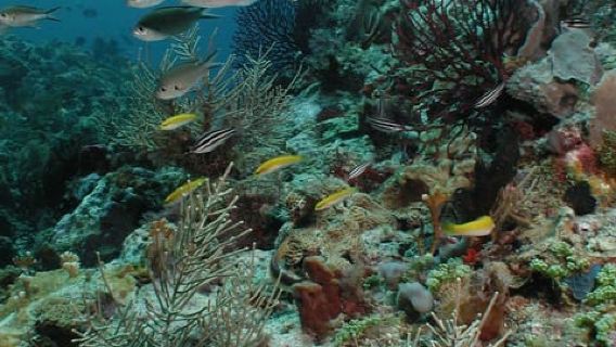 St. Lucia - Discover Scuba Diving for Non-Certified Divers