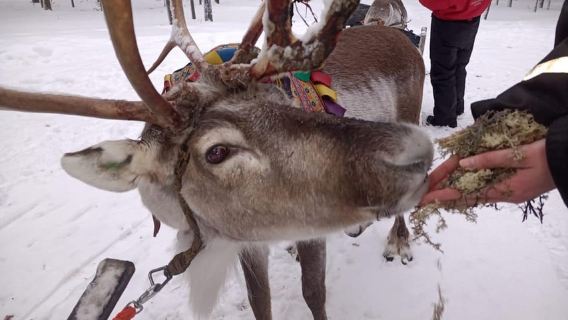 薩利色爾卡：極光與馴鹿雪橇之旅
