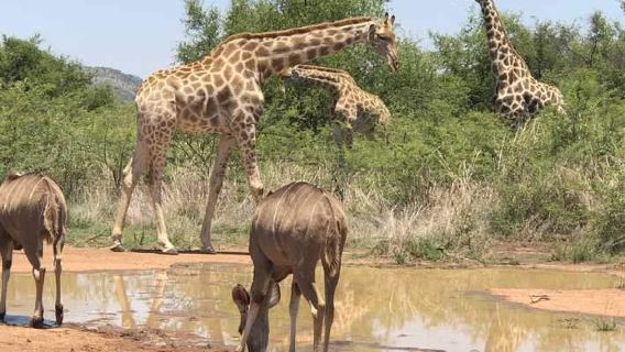 1-dags safari til Selous Nationalpark fra Zanzibar med returrejse, frokost og transport