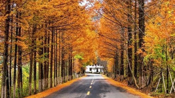 Laluan berpusing pemandangan musim luruh Liuba: Pokok Ginkgo berusia seribu tahun + Jalan Gaojiang + Lembah Kekasih + Padang rumput Lembah Singa, lawatan sehari tulen