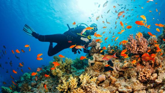 Amed 1 Day SCUBA Dive with 3 Dives, Lunch and Transport in Bali | Indonesia