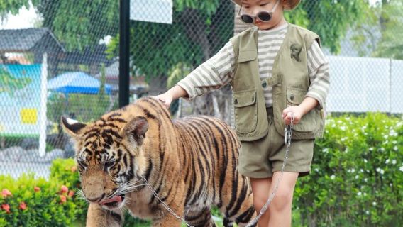 泰國大城獅子王動物園親子遊