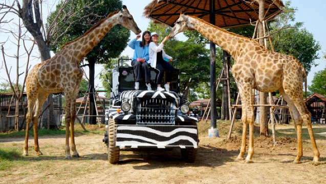 Full-day tour (private car charter) to Ayutthaya Lion King Zoo + Mahathat Temple: Upgrade available for giraffe photo ops and tiger walks