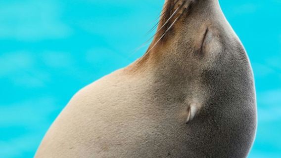 Boston Museum of Fine Arts + New England Aquarium one-day tour