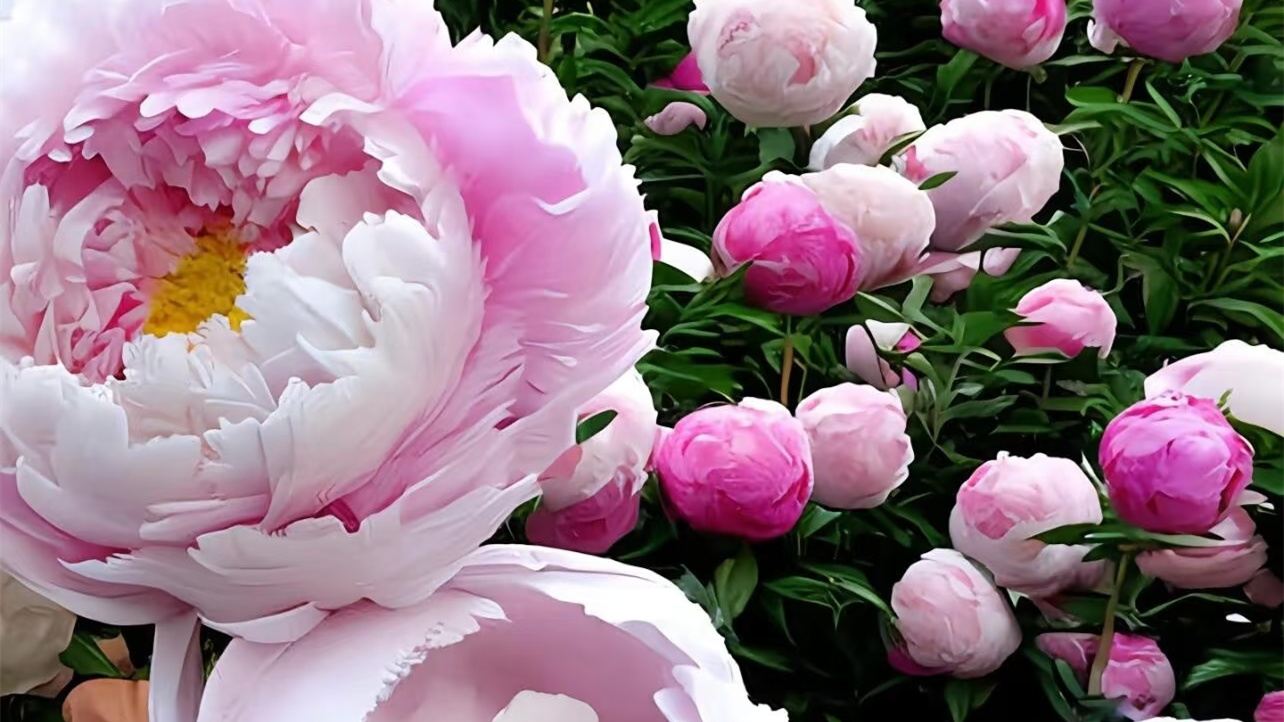 Luoyang in Full Bloom: Bilingual Guide (Chinese-English-Russian): Sui and Tang Dynasty Town Botanic Gardens + Museum EA