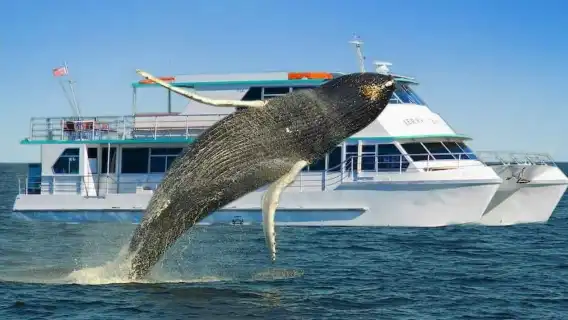 悉尼觀鯨遊船  OZ/Orca/網紅小黑船/小白船/Fantasea幻多奇觀鯨遊船/快艇可選（全澳超全觀鯨選擇）