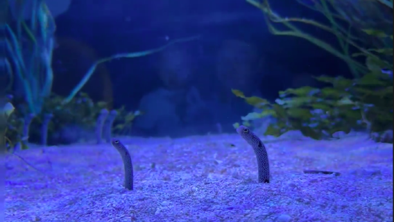 紐約雪城大學+運河博物館+麥克馬洪公園+塞奇莫湖公園一日遊