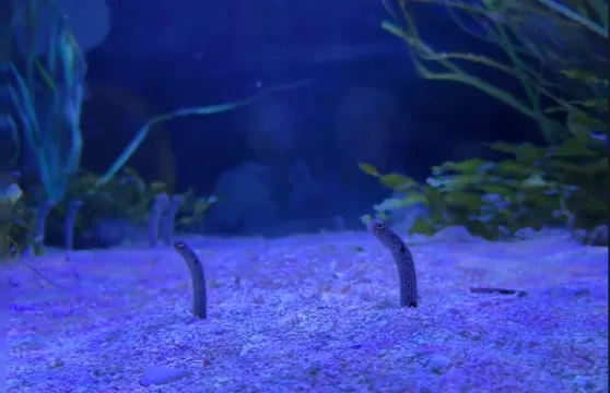 紐約雪城大學+運河博物館+麥克馬洪公園+塞奇莫湖公園一日遊