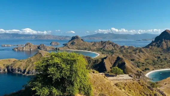 Komodo Speedboat Sailing 1-day Tour|Pick-up & drop-off at the hotel|Pink Beach|Komodo dragon|Manta ray