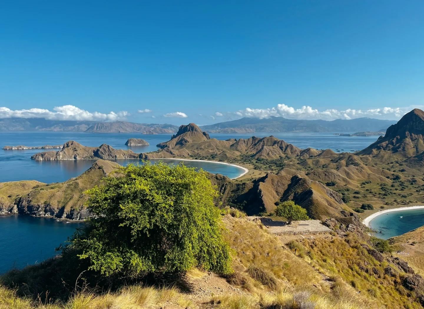 Eendaagse speedboottocht naar Komodo|Hoteltransfer|Roze strand|Komodovaraan|Duivelsrog