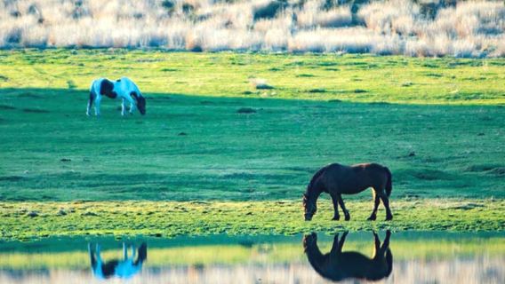 Однодневный тур по ущелью Такатихо + вулкану Асо и лугам Кусасенри | Опционально комплексный обед с говядиной, включающий билет на экскурсионный корабль