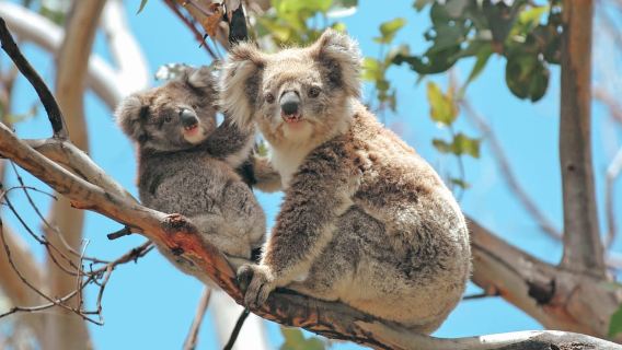Melbourne: Tour tham quan 12 Apostles, Otways và Great Ocean Road trong ngày