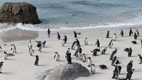 A private Day tour of Penguins, Cape Point & Table Mountain