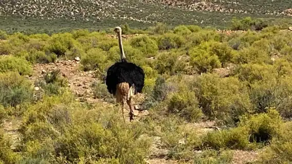 เคปทาวน์: ชิมไวน์และสัตว์ป่าในเขตอนุรักษ์พันธุ์สัตว์ป่าอากีลา