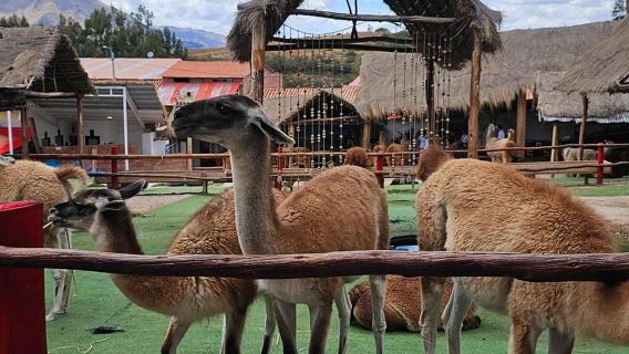 Cusco: tour della fattoria di alpaca e lama con trasferimento e dimostrazione di tessitura