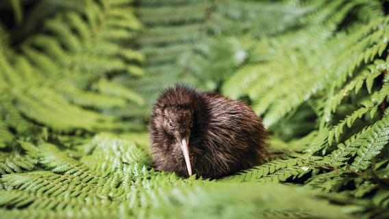 60-minute hatchery tour at the National Kiwi Hatchery in New Zealand