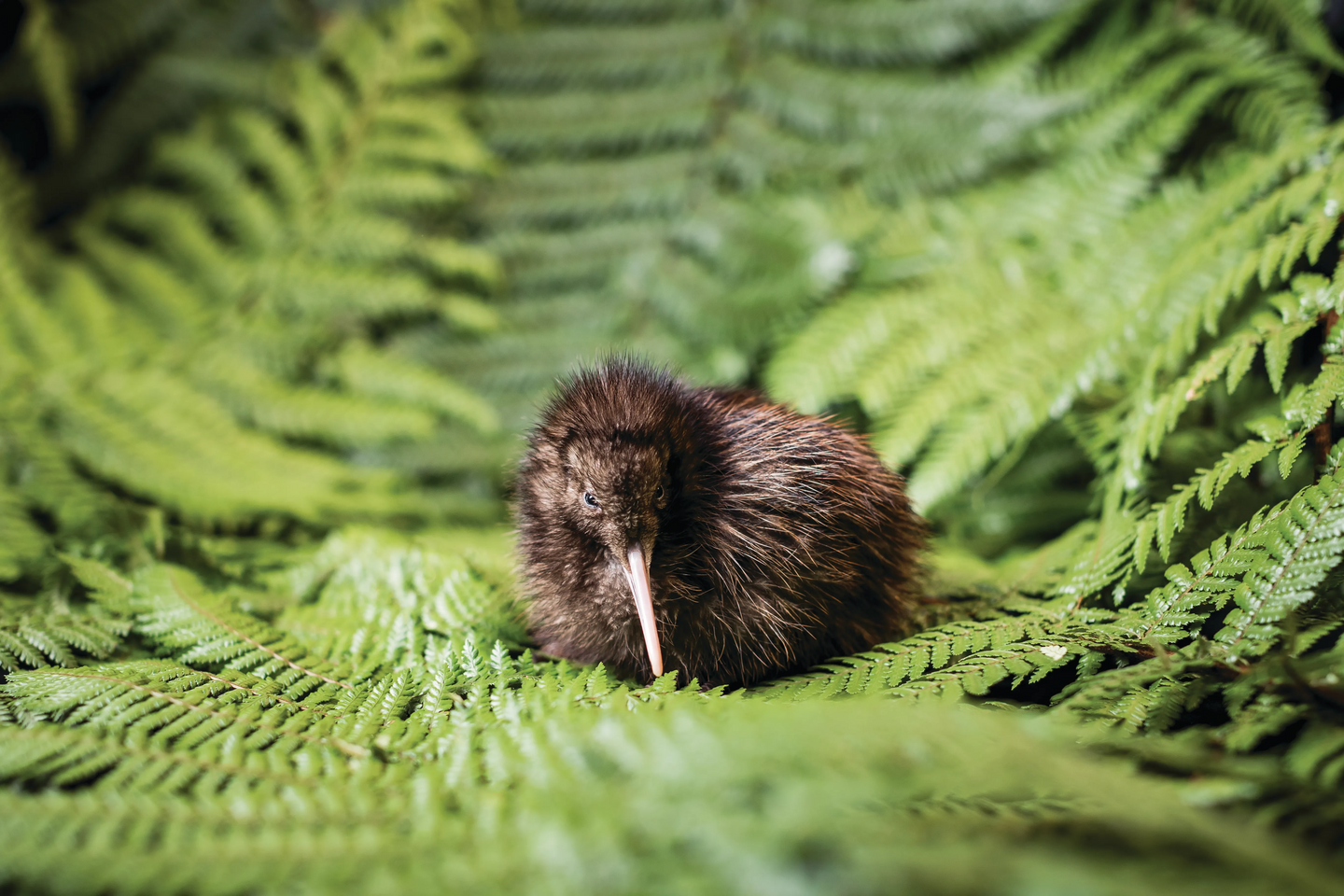 60-minute hatchery tour at the National Kiwi Hatchery in New Zealand