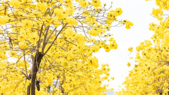 韶關丹霞山+南華禪寺+帽子峰一日遊｜司兼導|景點可增可減