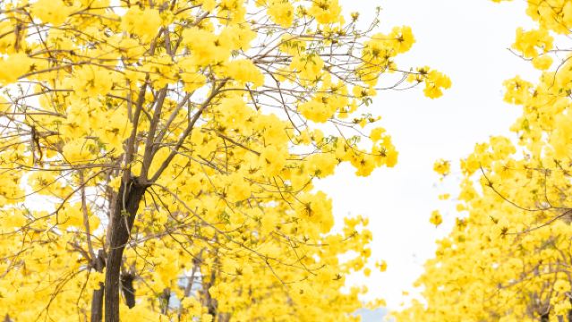 韶關丹霞山+南華禪寺+帽子峰一日遊|司兼導|景點可增可減