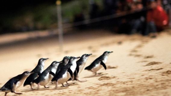 Мельбурн: парк пингвинов на Филлип-Айленд / ферма Черчилля / заповедник коал (по выбору)