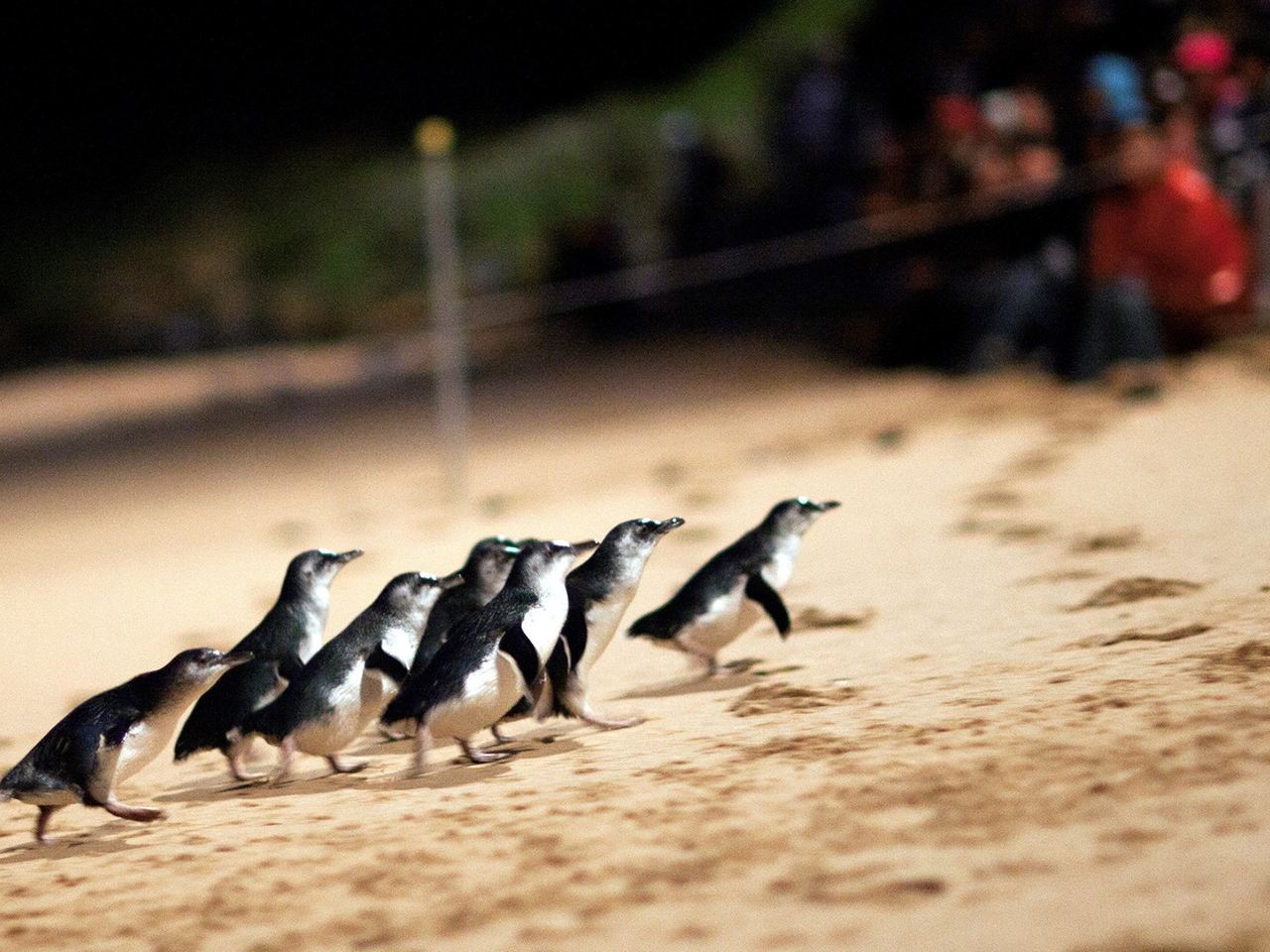 Melbourne [Parco dei pinguini di Phillip Island / Fattoria Churchill / Riserva dei koala] opzionale