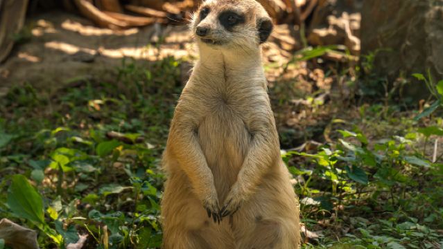 北京野生動物園一日遊【一家一團專車接駁◆含門票】