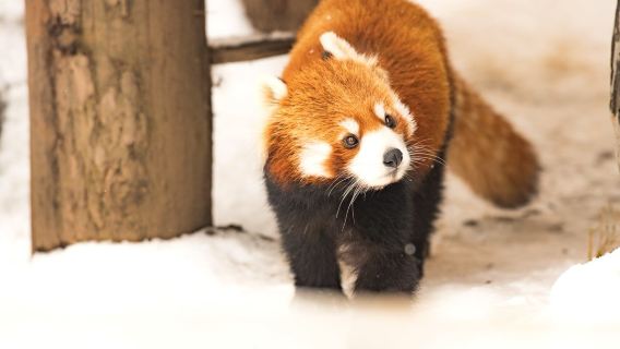 Tour 1 ngày Vườn bách thú Asahiyama Hokkaido + Sân thượng Linh hồn Rừng + Thác Shirahige|tặng vé vào cổng vườn thú