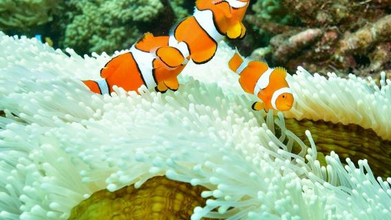 Great Barrier Reef: Cruise from Cairns + Semi-Submersible Tour + Snorkelling
