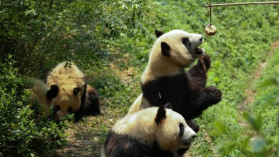 1-day tour to Chengdu panda base + Leshan Giant Buddha [VIP private tour + includes exclusive guide]